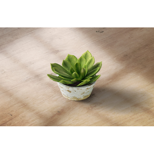 EverGlow Plants